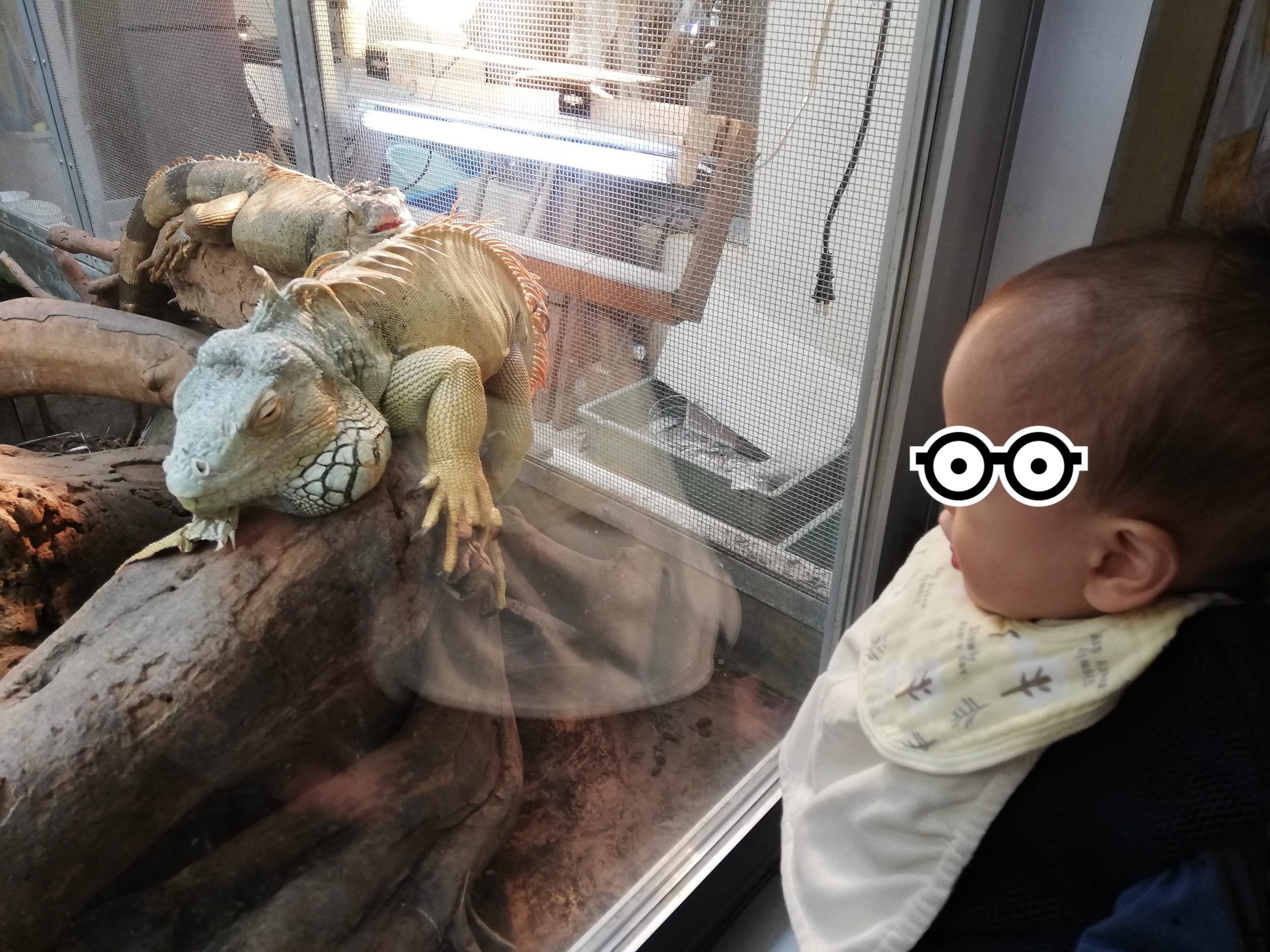 沖縄こどもの国_イグアナ